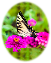 Swallow Taik Butterfly photo