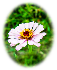 White zinnia flower photo