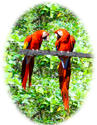 Scarlet macaw photos