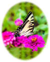 Swallow Tail butterfly photo