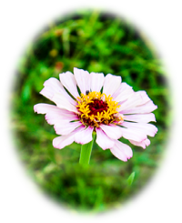 White zinnia flower photo
